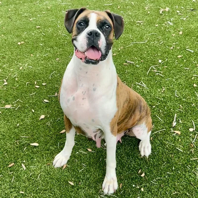 An adult large-sized female Brindle Boxer dog named Moxie for adoption in LOXAHATCHEE, FL