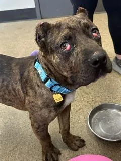 An adult medium-sized male Brown / Chocolate Cane Corso dog named Cabo for adoption in Cleveland, OH