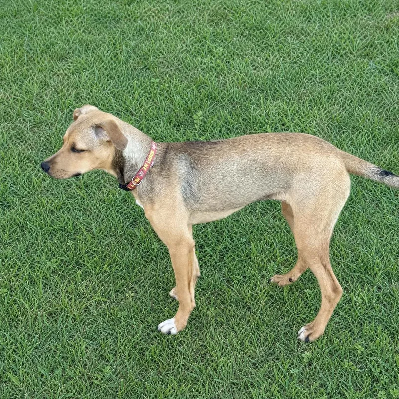 A young medium-sized female Brown / Chocolate Mixed Breed dog named Mia Grant for adoption in Huntsville, AL
