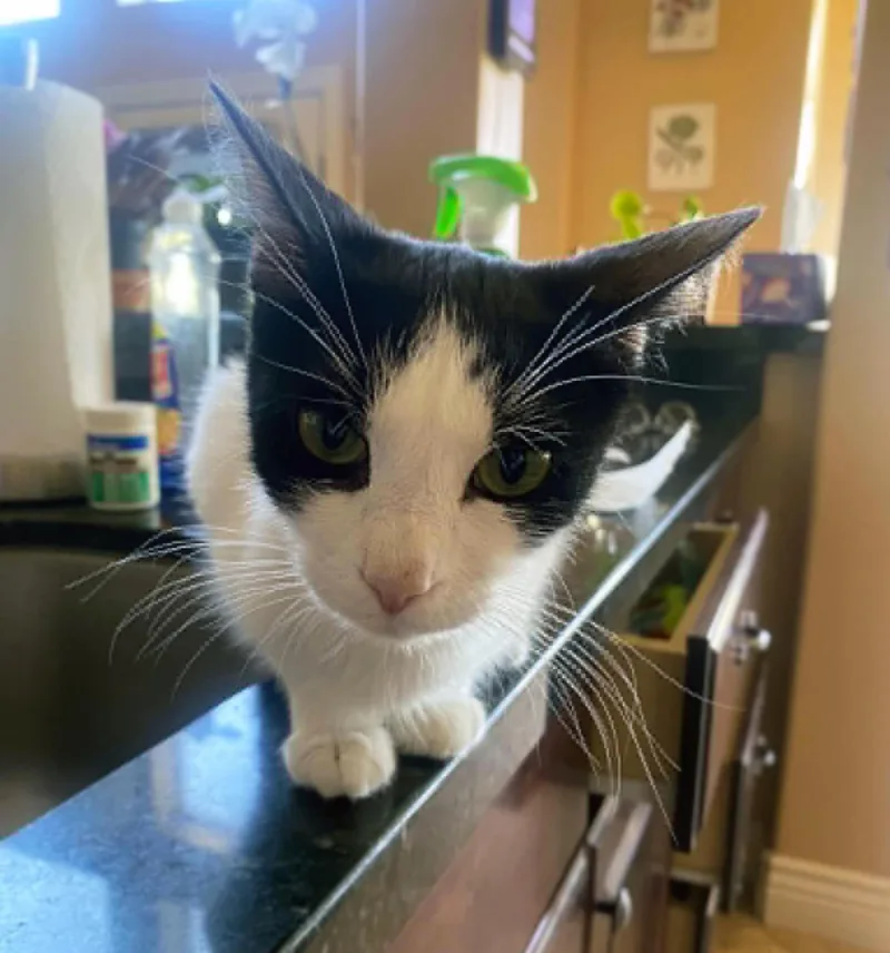 An adult medium-sized female Black & White / Tuxedo Domestic Short Hair cat named Momo for adoption in Centerville, UT
