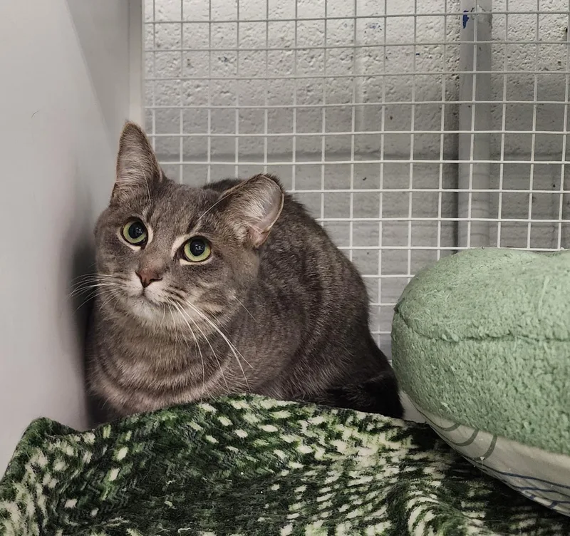 A baby medium-sized female Tabby (Gray / Blue / Silver) American Shorthair cat named Bean for adoption in Mountain Home, AR