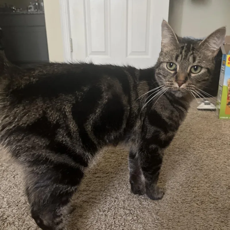 An adult medium-sized male Gray / Blue / Silver Domestic Short Hair cat named Boerboel for adoption in Greensboro, NC