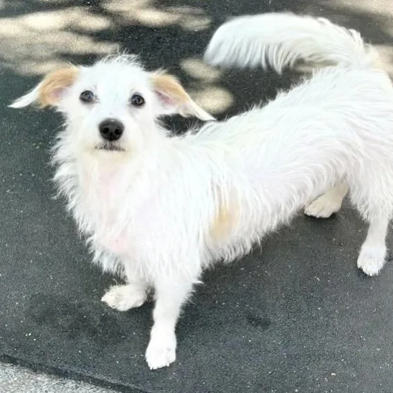 An adult small-sized female White / Cream Mixed Breed dog named Hazel for adoption in Santa Rosa, CA