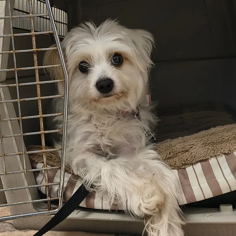 An adult small-sized female White / Cream Maltese dog named Snowflake for adoption in Springfield, MA