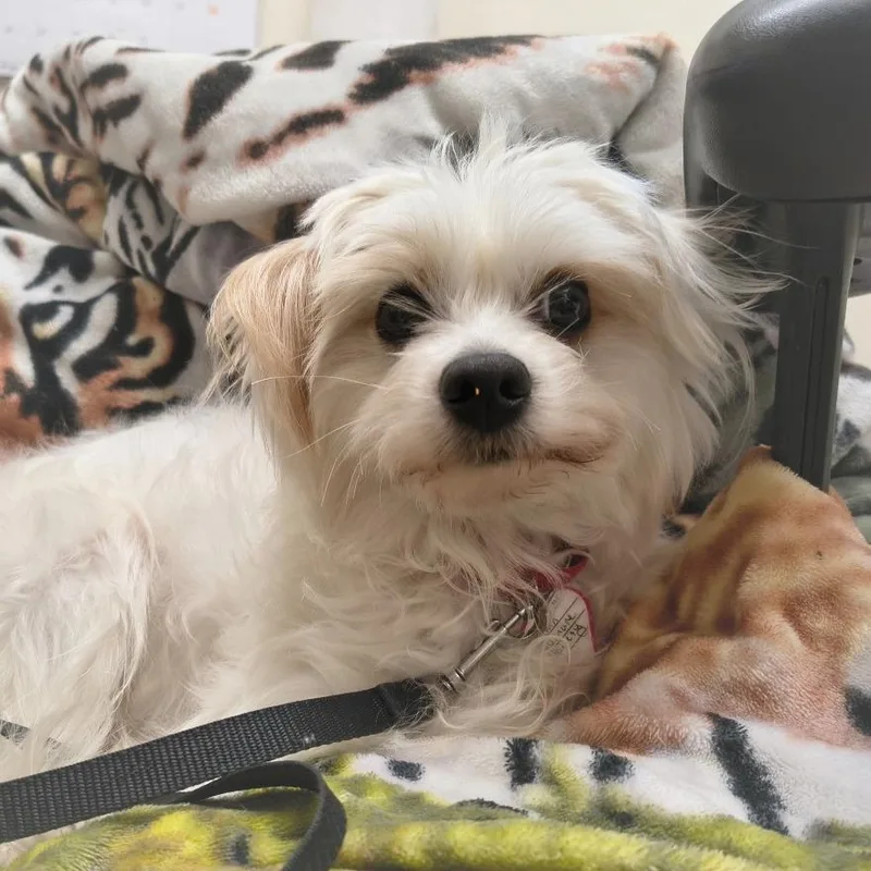 Snowflake thumbnail 2