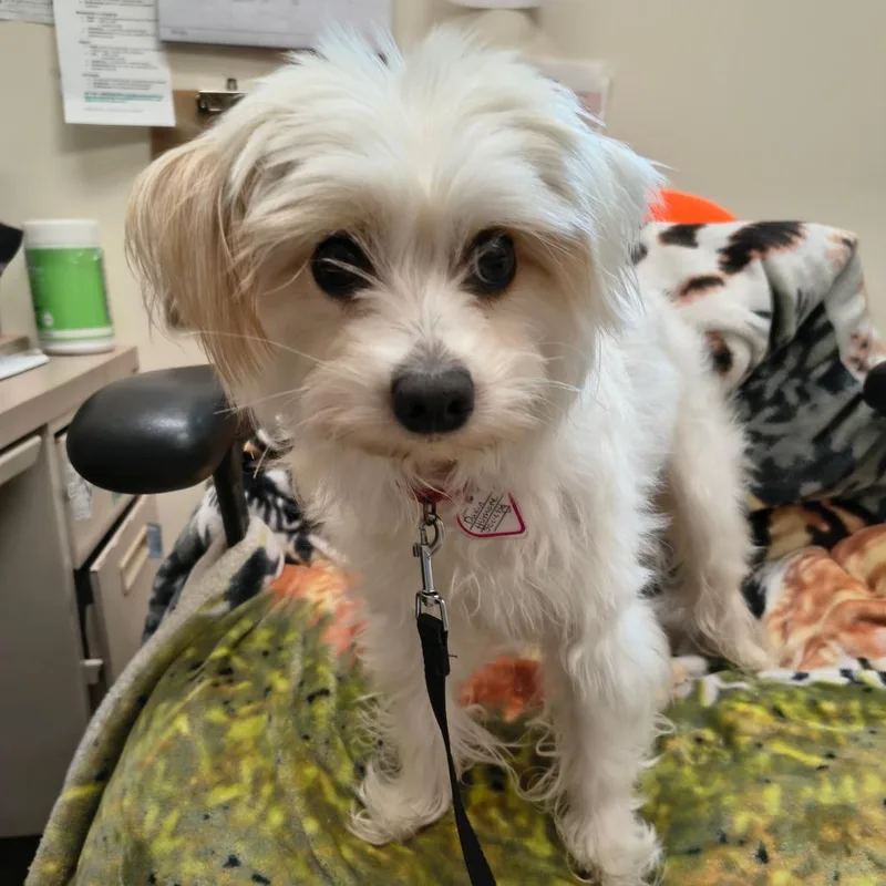 Snowflake thumbnail 3