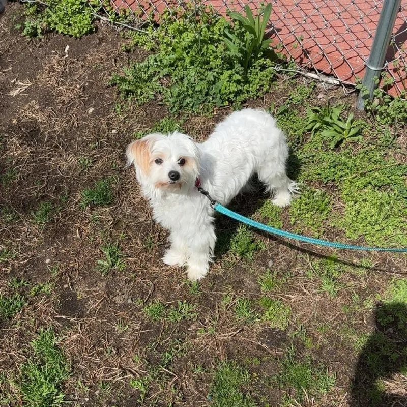 Snowflake thumbnail 4