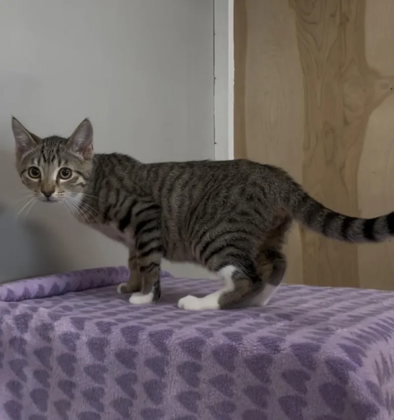 A baby medium-sized male Tabby (Gray / Blue / Silver) Domestic Short Hair cat named Ponyo for adoption in Petaluma, CA