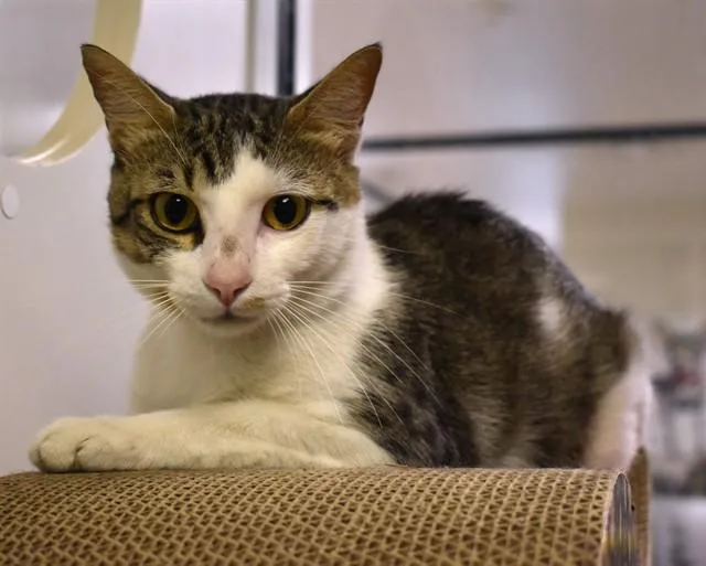 An adult medium-sized male Domestic Short Hair cat named Gavin for adoption in Sarasota, FL