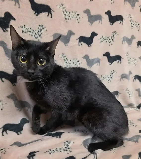 A young small-sized female Domestic Short Hair cat named Oreo for adoption in Castaic, CA