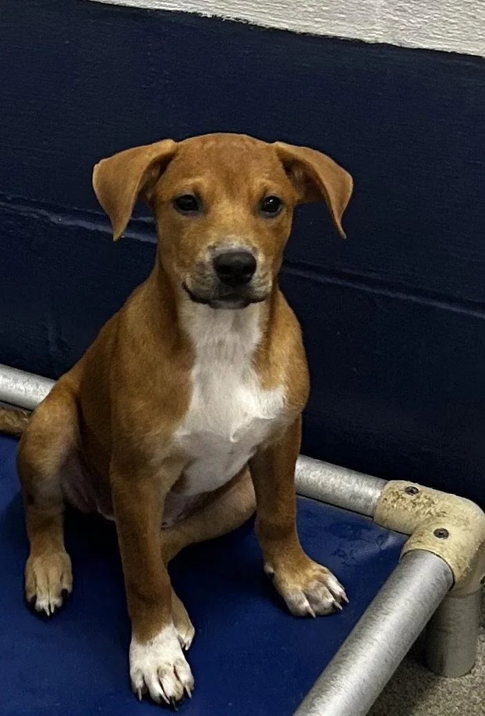 A young medium-sized female Terrier dog named tilly Weeks for adoption in Sterling, MA