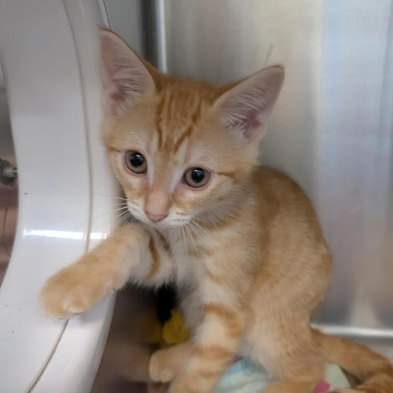 A baby small-sized female Orange / Red Domestic Short Hair cat named Fig for adoption in Washington Township, OH