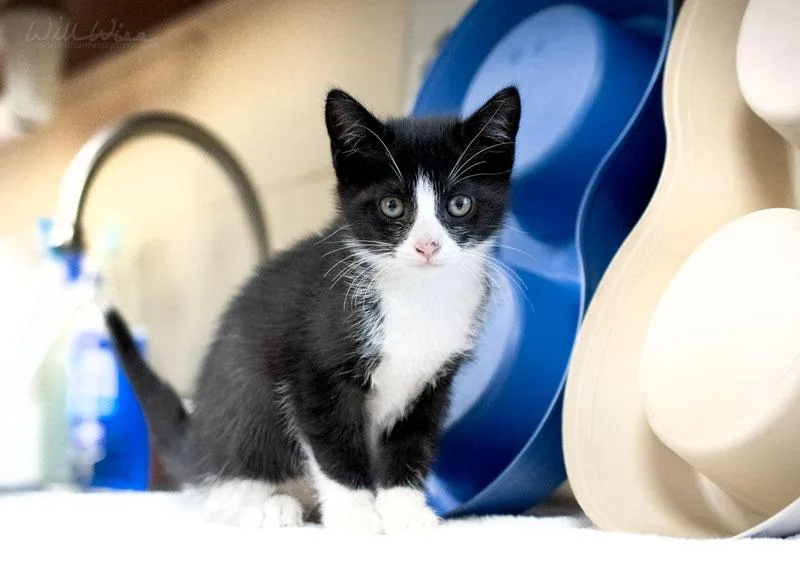 A baby medium-sized female Black & White / Tuxedo Domestic Short Hair cat named Elvira for adoption in Monroe, GA