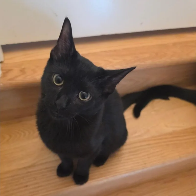 A baby medium-sized male Black Domestic Short Hair cat named Tong Tong for adoption in Chicago, IL