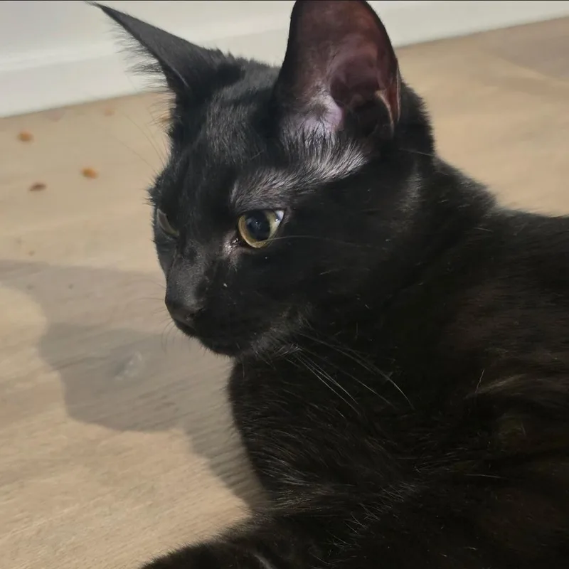 Tong Tong thumbnail 3