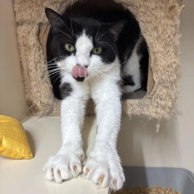 A young small-sized male Black Domestic Short Hair cat named Gabriel for adoption in Hinesville, GA