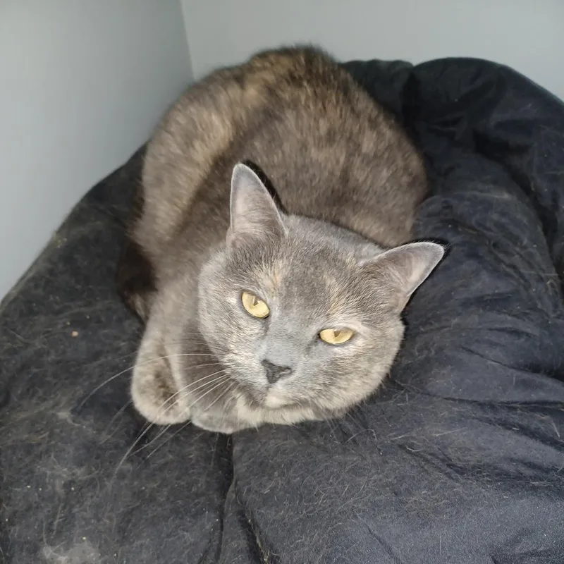 A senior small-sized female Tortoiseshell Domestic Short Hair cat named Wolfie for adoption in Lynchburg, VA