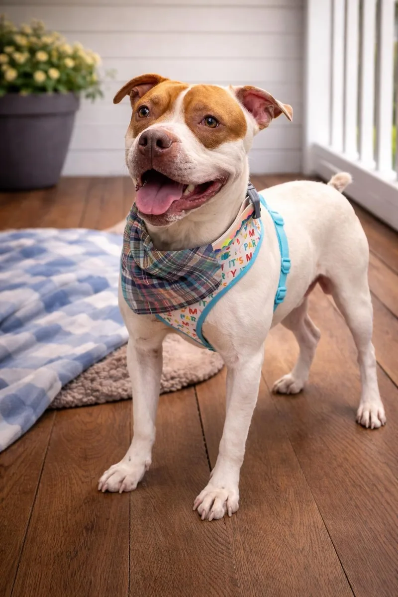 A young medium-sized male American Staffordshire Terrier dog named Prince Cannoli for adoption in Farmington, MO