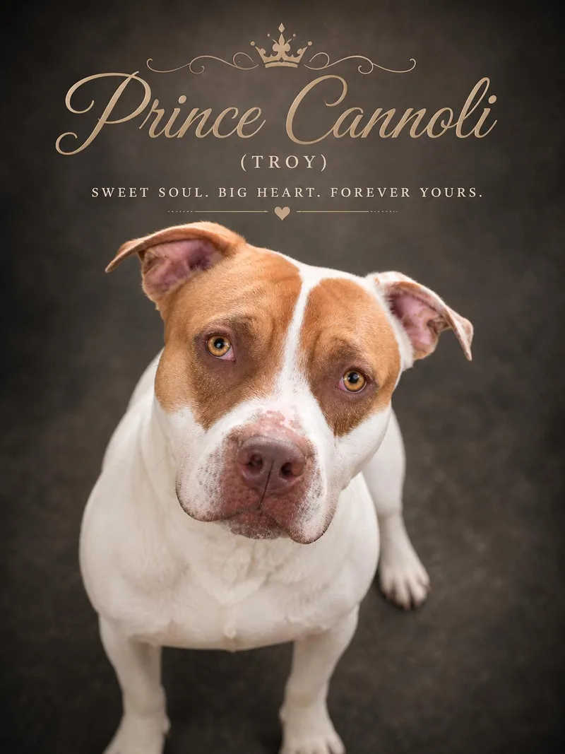 Prince Cannoli thumbnail 3
