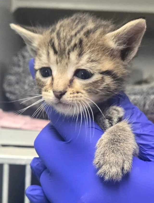 A baby small-sized male Domestic Short Hair cat named TC Tigger for adoption in Greencastle, IN