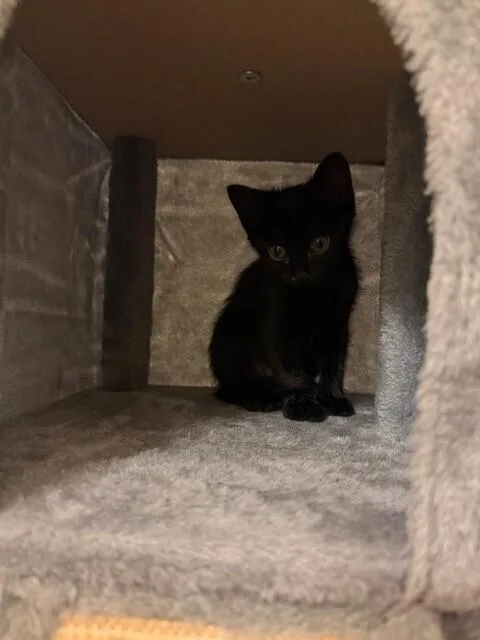 A baby small-sized female Domestic Short Hair cat named Petra for adoption in Dallas, TX