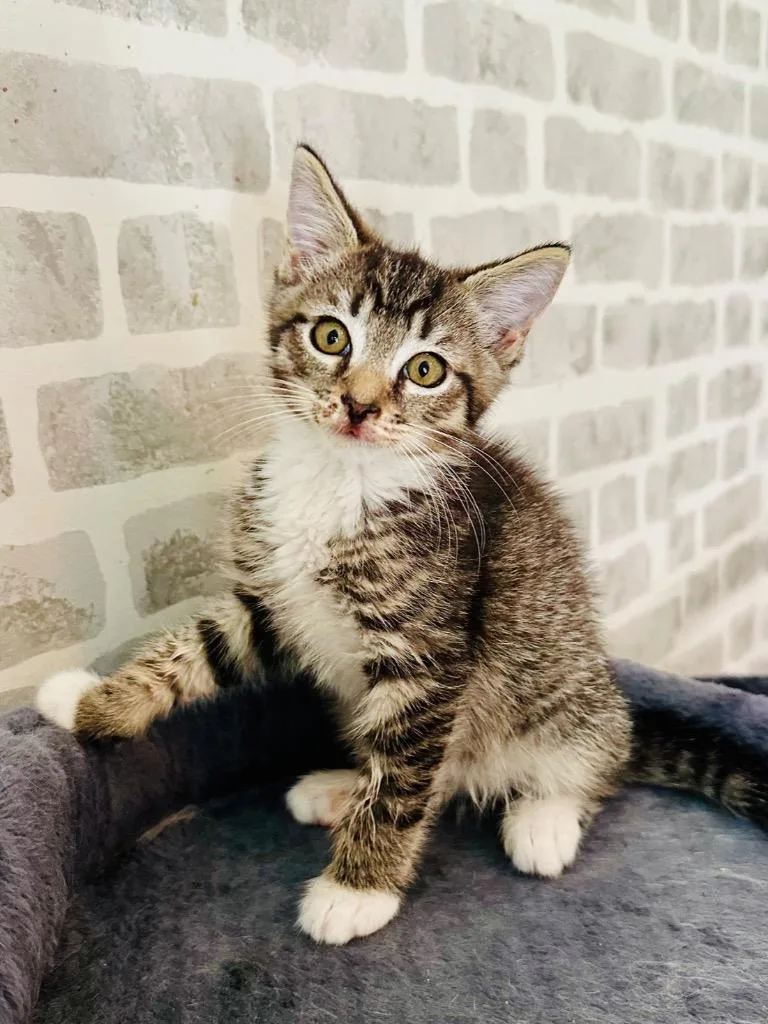 A baby medium-sized female Domestic Short Hair cat named Andarna for adoption in Evans, GA