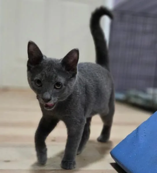 A baby medium-sized male Gray / Blue / Silver Domestic Short Hair cat named Flint for adoption in Reading, PA