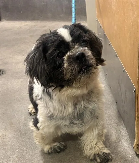 An adult small-sized male Shih Tzu dog named Sergio for adoption in Upper Marlboro, MD