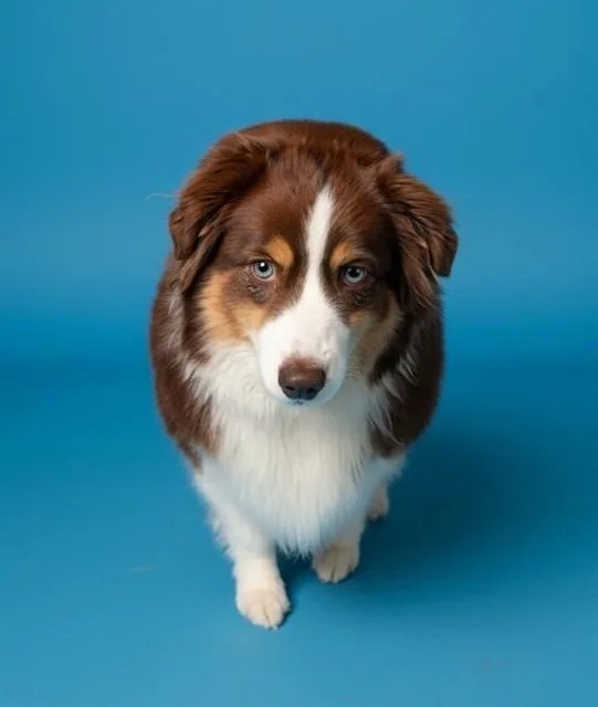 An adult medium-sized male Australian Shepherd dog named Porter for adoption in Castaic, CA