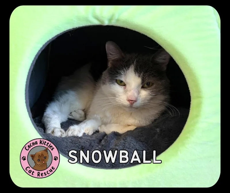 An adult large-sized female Domestic Short Hair cat named Snowball for adoption in Hershey, PA