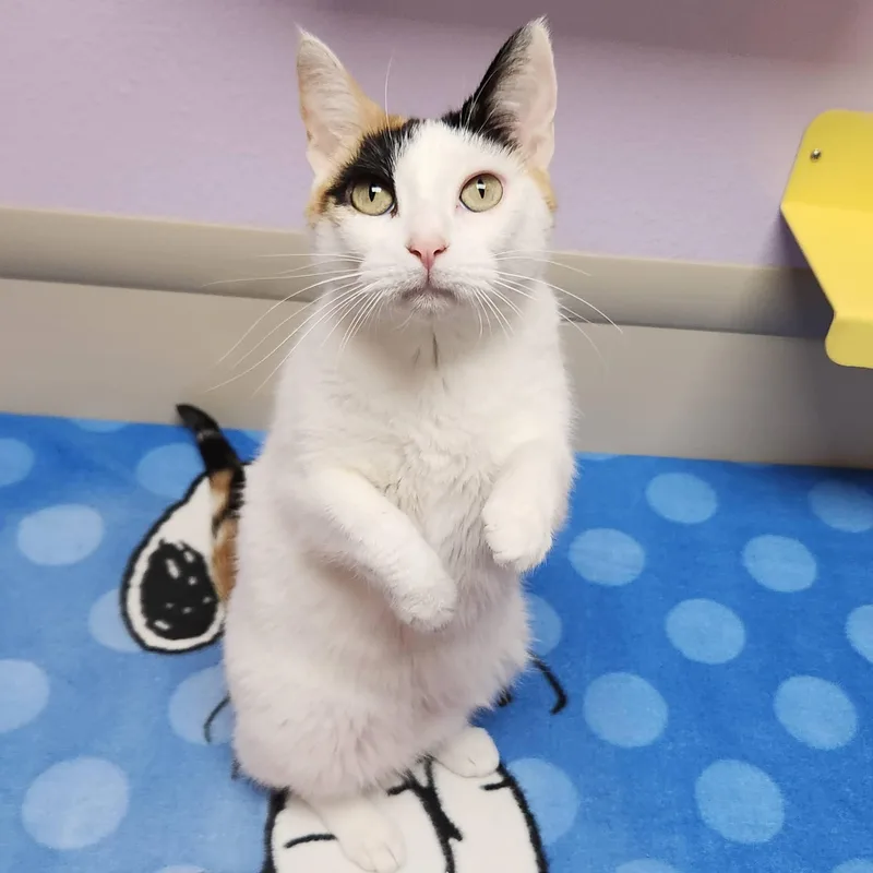 A senior medium-sized female Calico cat named Sassy for adoption in Marshfield, WI