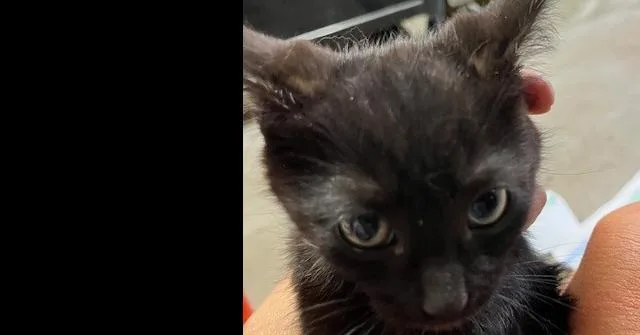 A baby small-sized male Black & White / Tuxedo Domestic Short Hair cat named Obsidian for adoption in Anoka, MN