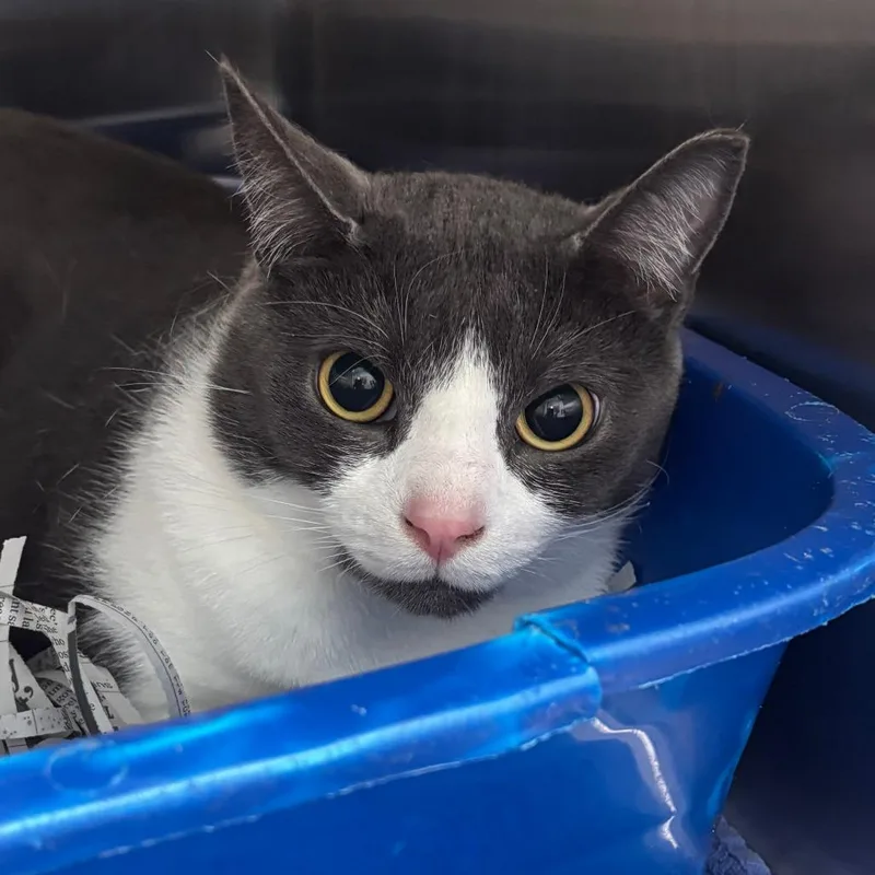 An adult large-sized male Gray / Blue / Silver Domestic Short Hair cat named Pascal for adoption in Philadelphia, PA