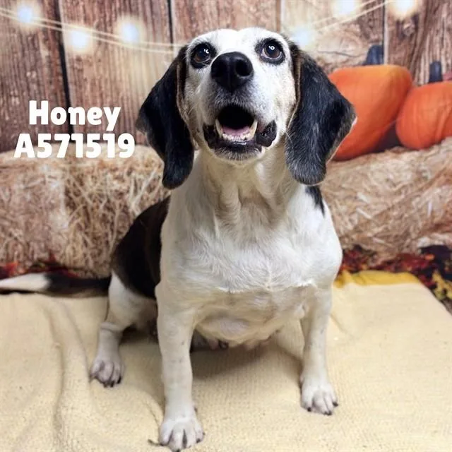 An adult medium-sized female Beagle dog named Honey for adoption in Huntsville, AL