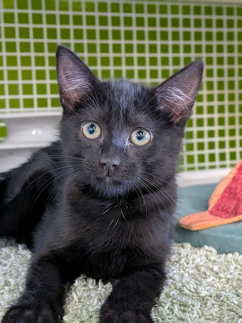A baby medium-sized female Black Domestic Short Hair cat named Bear for adoption in Lake Monroe, FL
