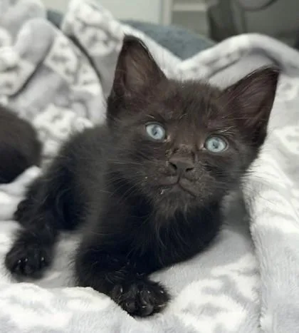 A baby small-sized male Black Domestic Short Hair cat named Sage for adoption in Fernandina Beach, FL