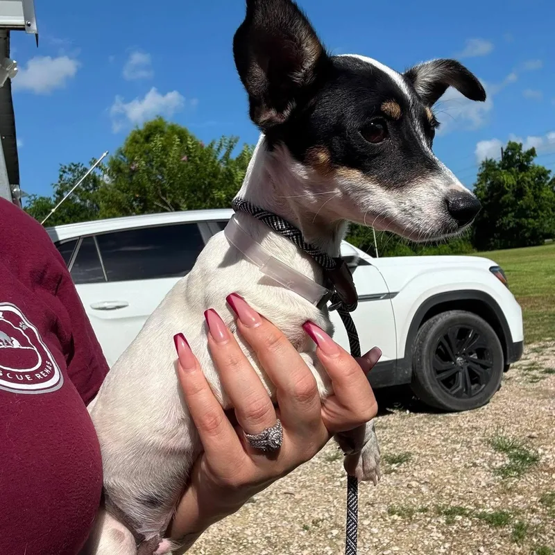 An adult small-sized male Rat Terrier dog named Pico for adoption in Crosby, TX