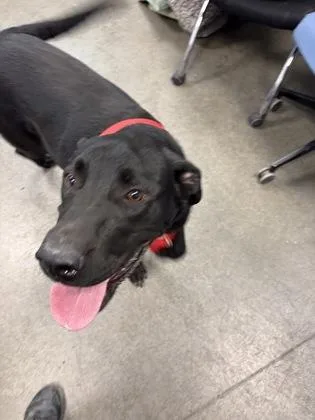 An adult large-sized male Labrador Retriever dog named Morgan for adoption in Fresno, CA