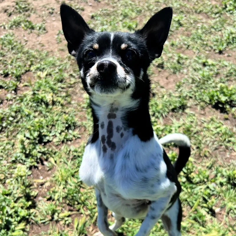 An adult small-sized male Tricolor (Brown, Black, & White) Chihuahua dog named Kermit for adoption in Lindon, UT