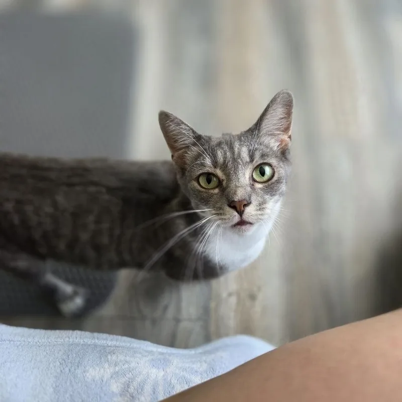 A baby medium-sized female Gray & White Domestic Short Hair cat named Ladybug for adoption in Royal Oak, MI