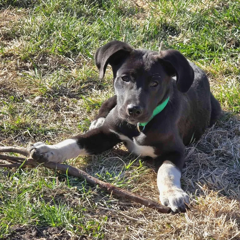 A baby large-sized male Black Husky dog named Rex for adoption in Lincoln, NE