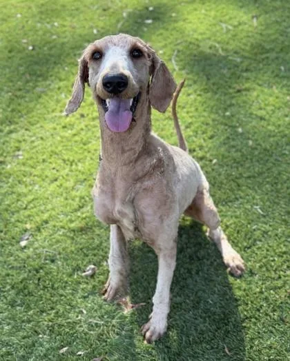 A young large-sized female Curly-Coated Retriever dog named Tabitha for adoption in Daytona Beach, FL