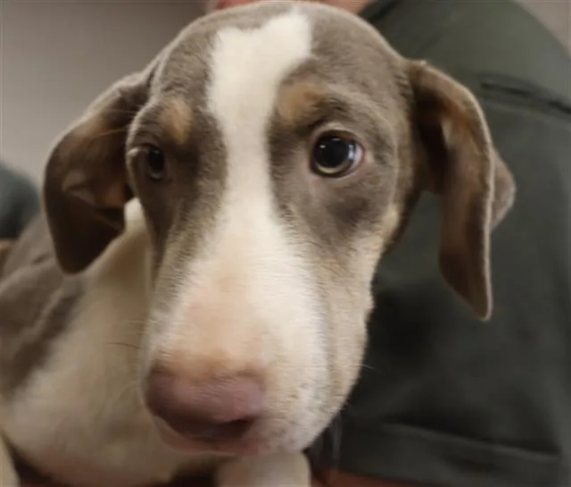 A baby small-sized female Mixed Breed dog named Grace for adoption in Columbia, SC