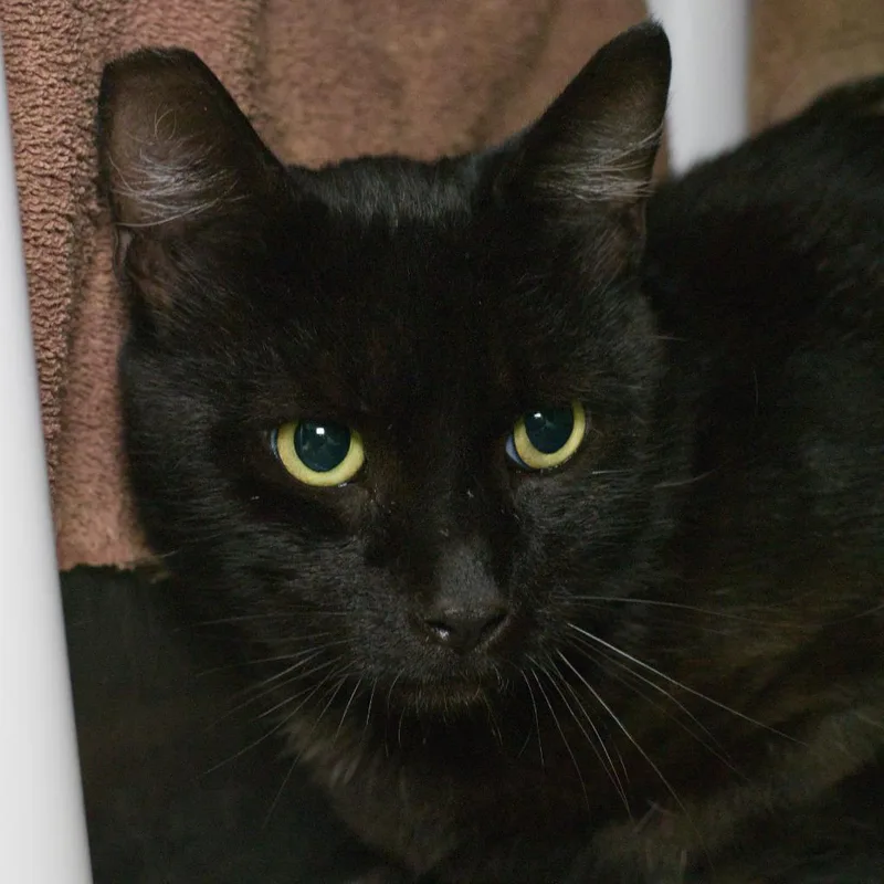 A young medium-sized male Domestic Short Hair cat named Sinclair for adoption in Shoreline, WA
