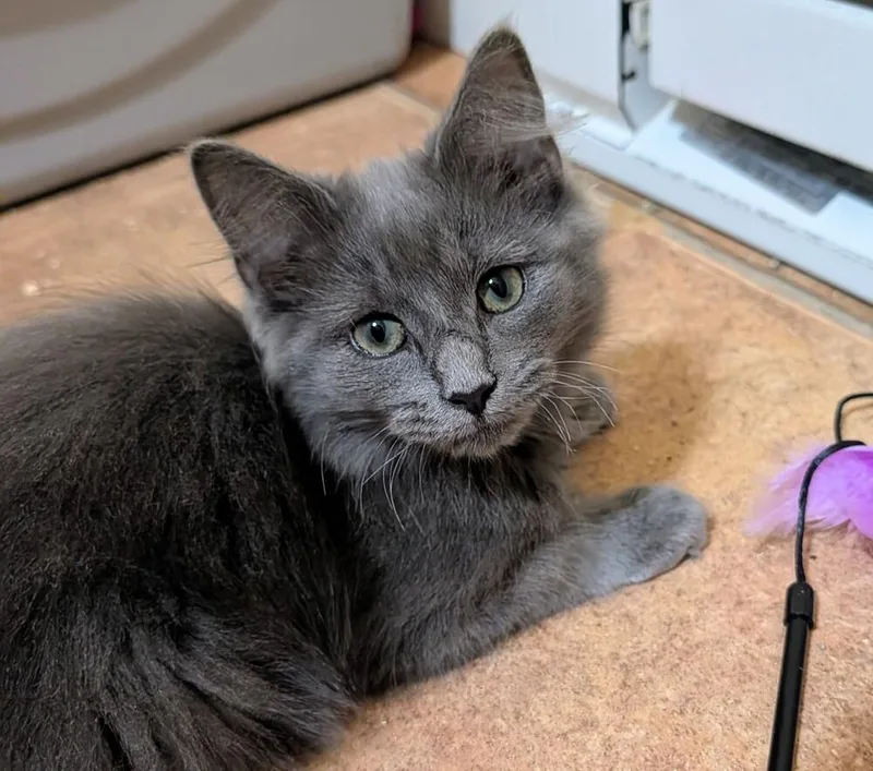 A baby small-sized male Gray / Blue / Silver Domestic Long Hair cat named Mako for adoption in Louisa, VA