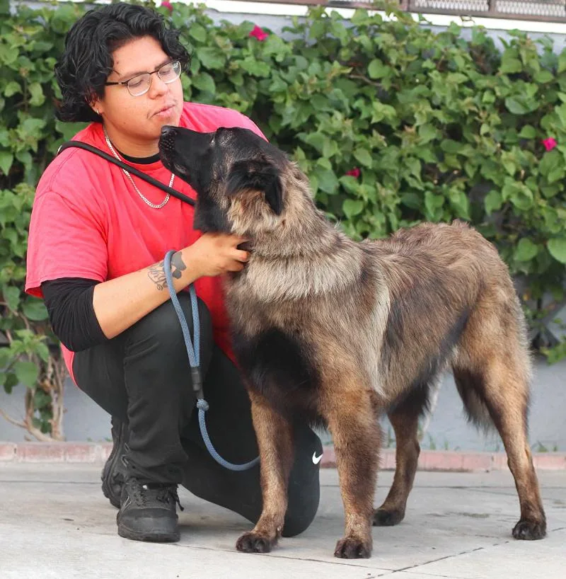 A young large-sized male Sable Belgian Shepherd / Tervuren dog named Flint von Freising for adoption in Los Angeles, CA