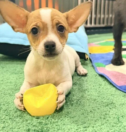 A baby small-sized male Yellow / Tan / Blond / Fawn Chihuahua dog named Stud Muffin for adoption in Henderson, NV