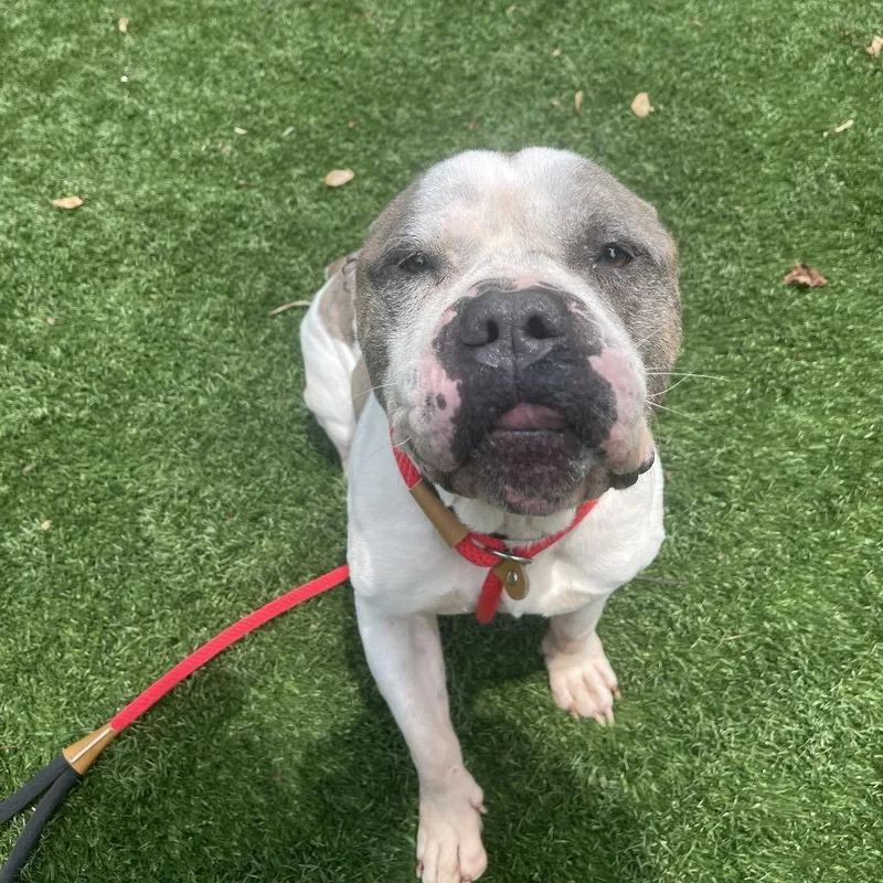 An adult medium-sized male White / Cream Mixed Breed dog named President Snow for adoption in Saint Charles, MO
