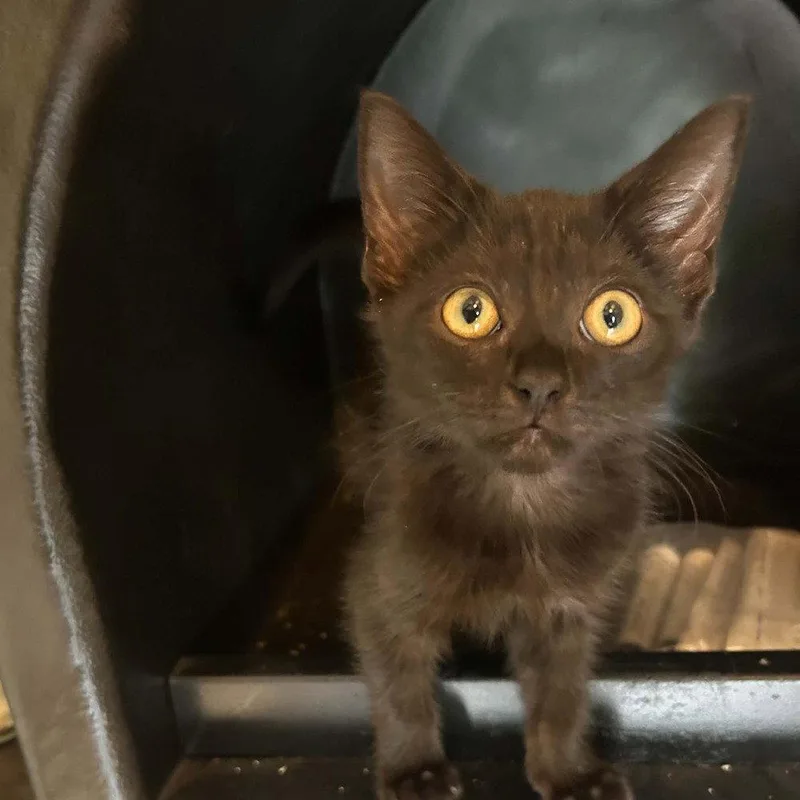 A baby medium-sized female Black Domestic Short Hair cat named Jocassee for adoption in Candler, NC