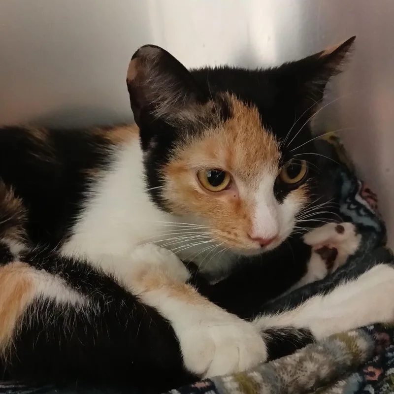 A young medium-sized female Calico Domestic Short Hair cat named Miss Vee from Accounting for adoption in Lake Jackson, TX
